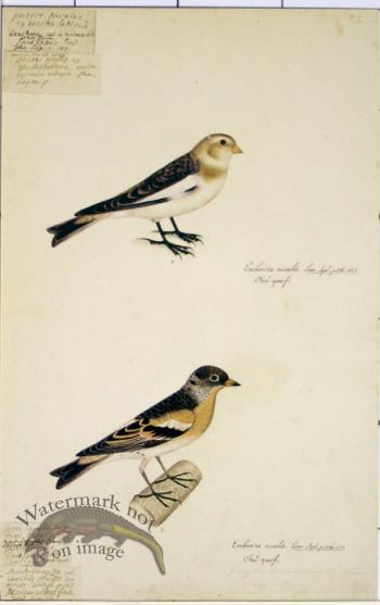 92 Swedish Birds . Emberiza Nivalis, Snow Bunting,